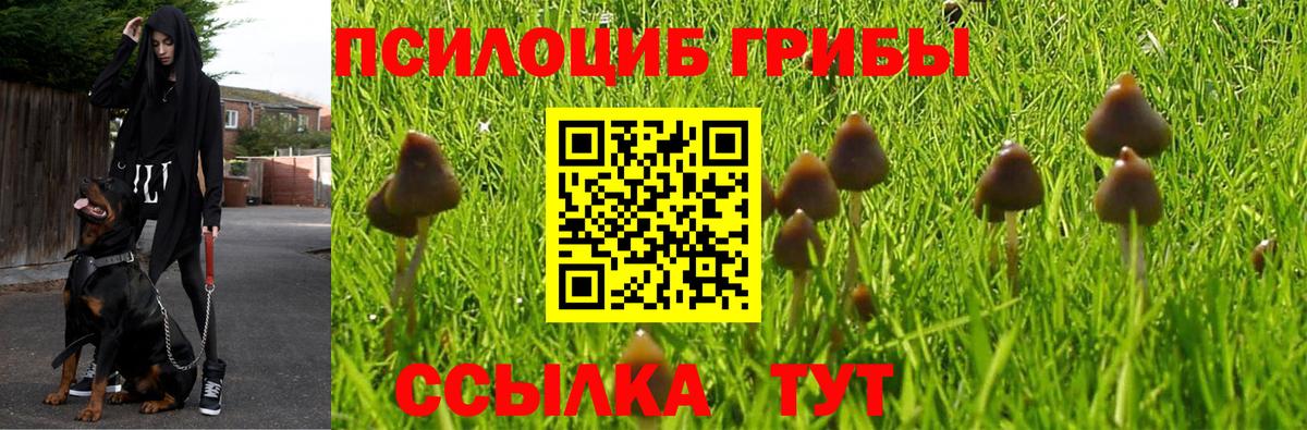 Галлюциногенные грибы Psilocybine cubensis Севастополь